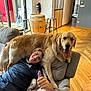 dog, golden_retriever, person, couch, living_room, wooden_floor, smile, thumbs_up, happy, pet, indoor, furniture, blanket, casual_clothing, window, barrel, stool, doorway, light, relaxing