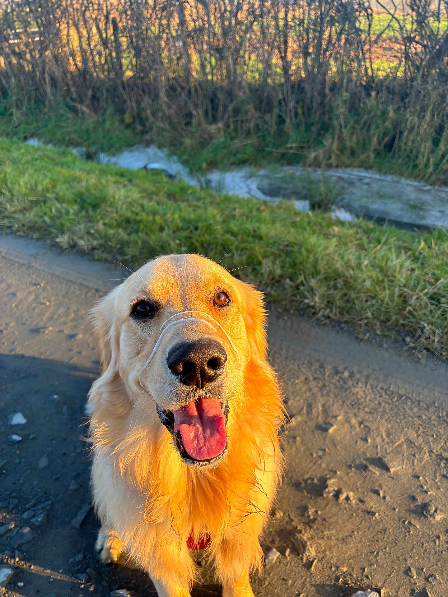 Honorine Lavigne a rejoint le concours — aidez-le/la à gagner de superbes lots ! dog, golden_retriever, tongue_out, outdoor, sunlight, grass, dirt_path, happy, pet, animal, nature, fur, canine, smiling, winter, frozen_water, trees, close_up, sitting, daylight