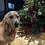 Honorine Lavigne participe au concours pour gagner de l'argent avec cette photo : dog, golden_retriever, christmas_tree, ornaments, holiday_decor, indoor, wooden_floor, festive, bow, pet, animal, christmas_lights, shadow, holiday, decorations, canine, tree, celebration, seasonal, home