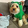 Marshmallow James is registered to the contest to win money with this photo: animal_clothing, blanket, brown_eyes, casual, couch, cozy, curious, curly_fur, cute, dog, fluffy, frog_costume, green_hoodie, home, indoor, person_partial, pet, sitting, small_dog, soft_texture