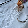adventure, animal, clothing, cold, cute, dog, dogs, fluffy, fur, garden, jacket, outdoor, paw_prints, pet, planter, playful, season, snow, white, winter