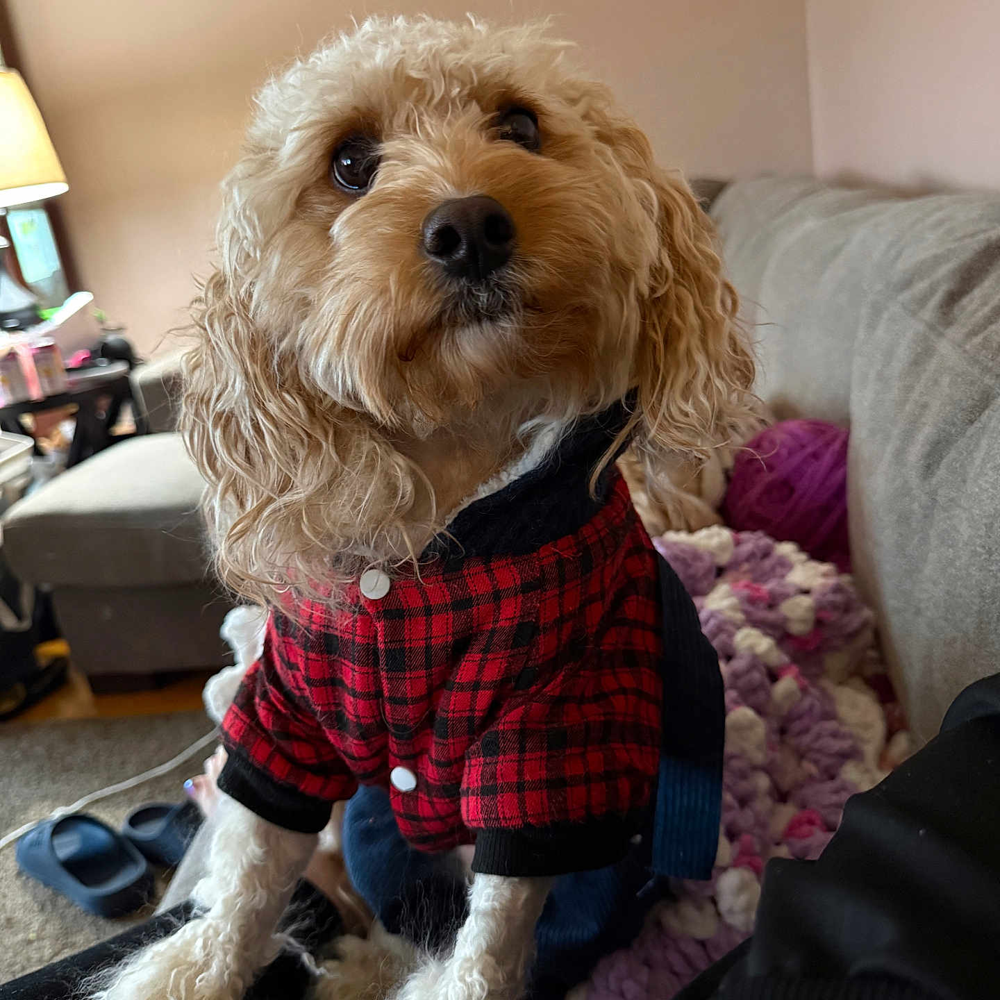 Marshmallow James is registered to the contest to win money with this photo: blanket, casual, companion, couch, cozy, curly_fur, cute, dog, domestic, fur, furniture, household, indoor, lamp, living_room, looking_up, pet, plaid, red, slippers