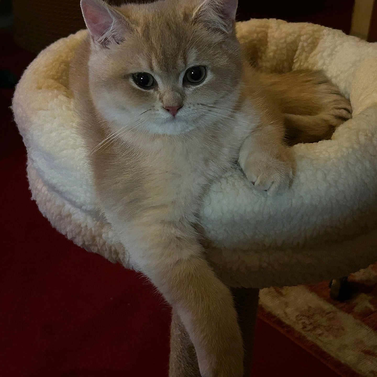 Archibald participe au concours pour gagner de l'argent avec cette photo : animal, beige, cat, cat_bed, comfortable, cozy, cute, feline, fluffy, fur, household, indoor, mammal, paw, pet, pet_furniture, relaxed, resting, scratching_post, soft