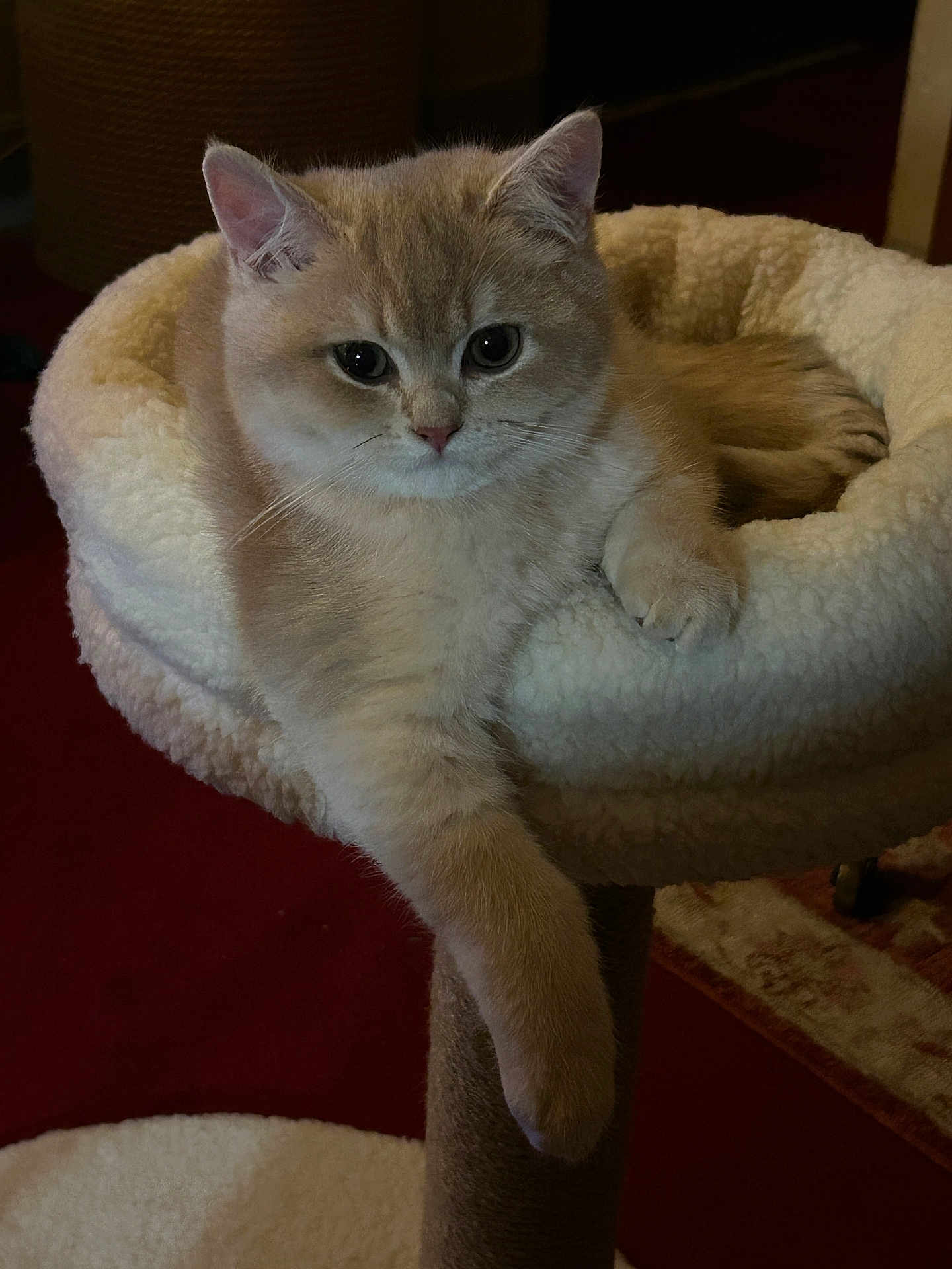 Archibald participe au concours pour gagner de l'argent avec cette photo : cat, feline, fluffy, beige, pet, indoor, cozy, cat_bed, scratching_post, relaxed, paw, soft, fur, animal, cute, resting, comfortable, household, mammal, pet_furniture
