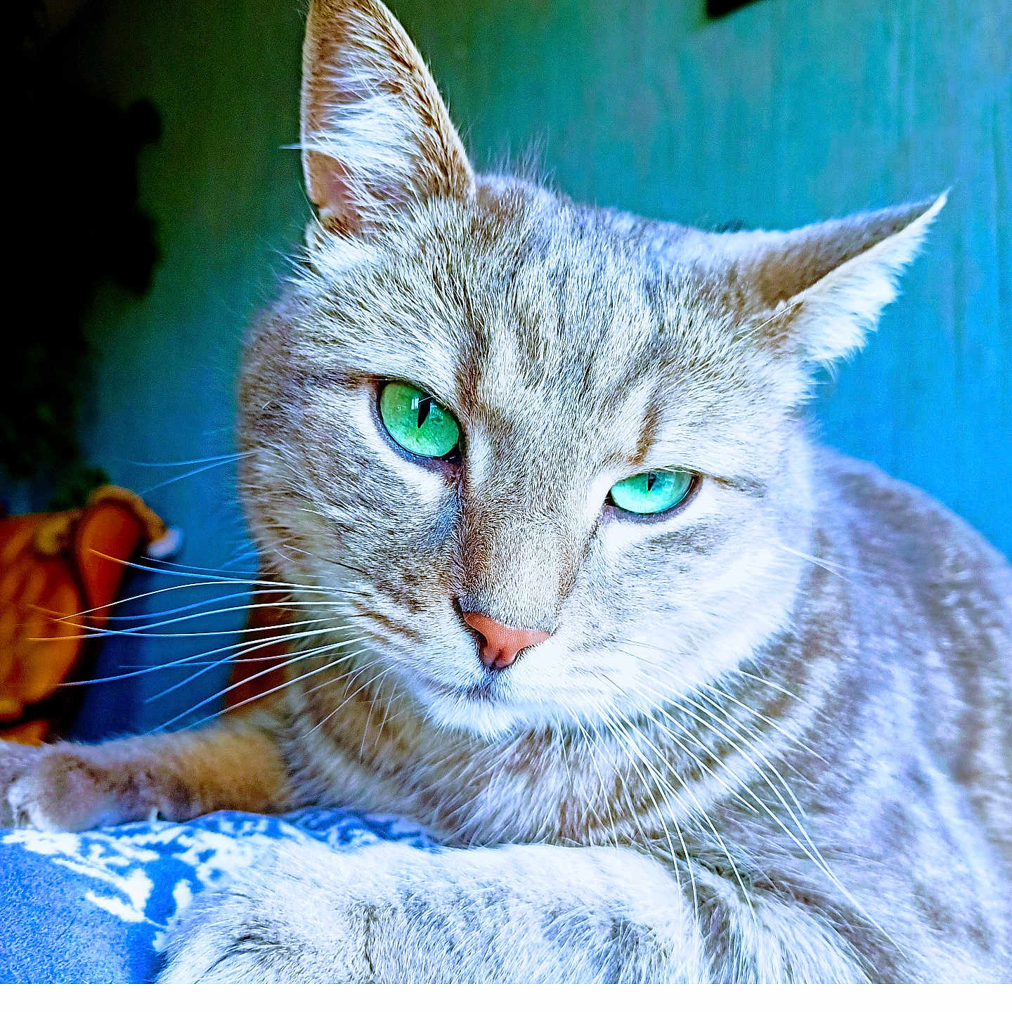 Minette