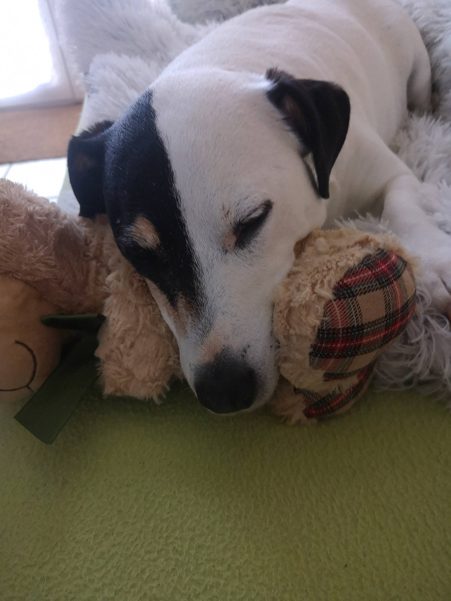 Django a rejoint le concours — aidez-le/la à gagner de superbes lots ! canidae, carnivore, chair, collar, comfort, companion_dog, dog, dog_breed, dog_collar, dog_supply, fawn, flooring, fur, paw, pet_supply, snout, sporting_group, tail, whiskers, working_animal