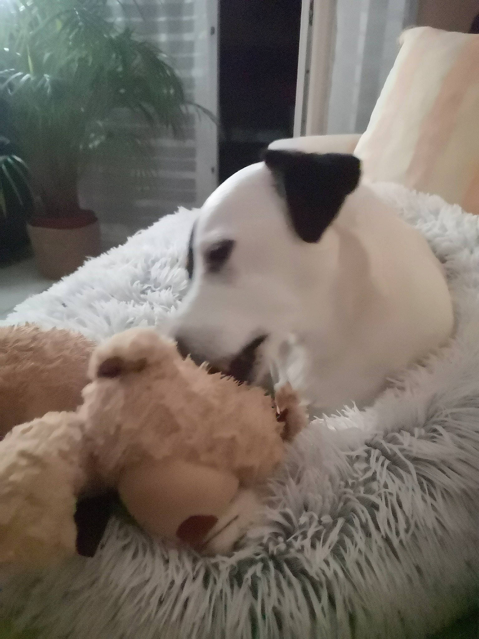 Django a rejoint le concours — aidez-le/la à gagner de superbes lots ! canidae, carnivore, collar, comfort, companion_dog, dog, dog_breed, flowerpot, fur, houseplant, mammal, non_sporting_group, paw, pet_supply, plant, snout, sporting_group, terrestrial_animal, whiskers, working_animal