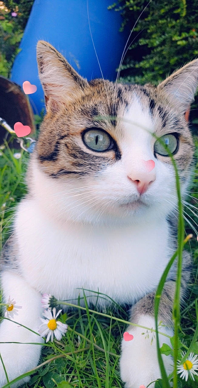 Ades a rejoint le concours — aidez-le/la à gagner de superbes lots ! aegean_cat, american_shorthair, american_wirehair, asian, carnivore, cat, domestic_short_haired_cat, european_shorthair, felidae, grass, kitten, mammal, plant, polydactyl_cat, small_to_medium_sized_cats, snout, tabby_cat, whiskers, wild_cat