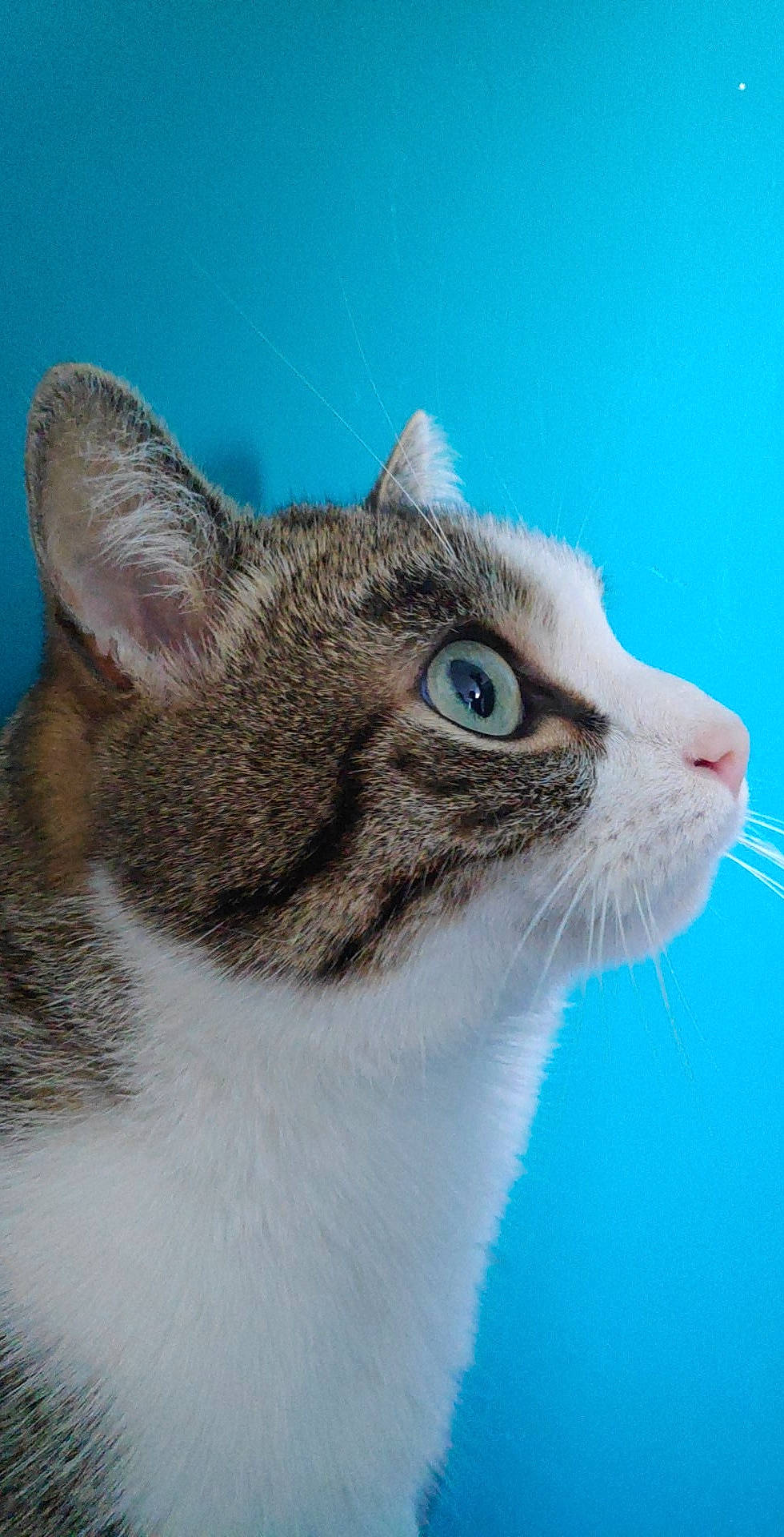 Ades a rejoint le concours — aidez-le/la à gagner de superbes lots ! aegean_cat, american_wirehair, carnivore, cat, domestic_short_haired_cat, european_shorthair, eye, felidae, fur, kitten, mammal, ojos_azules, small_to_medium_sized_cats, snout, tabby_cat, whiskers