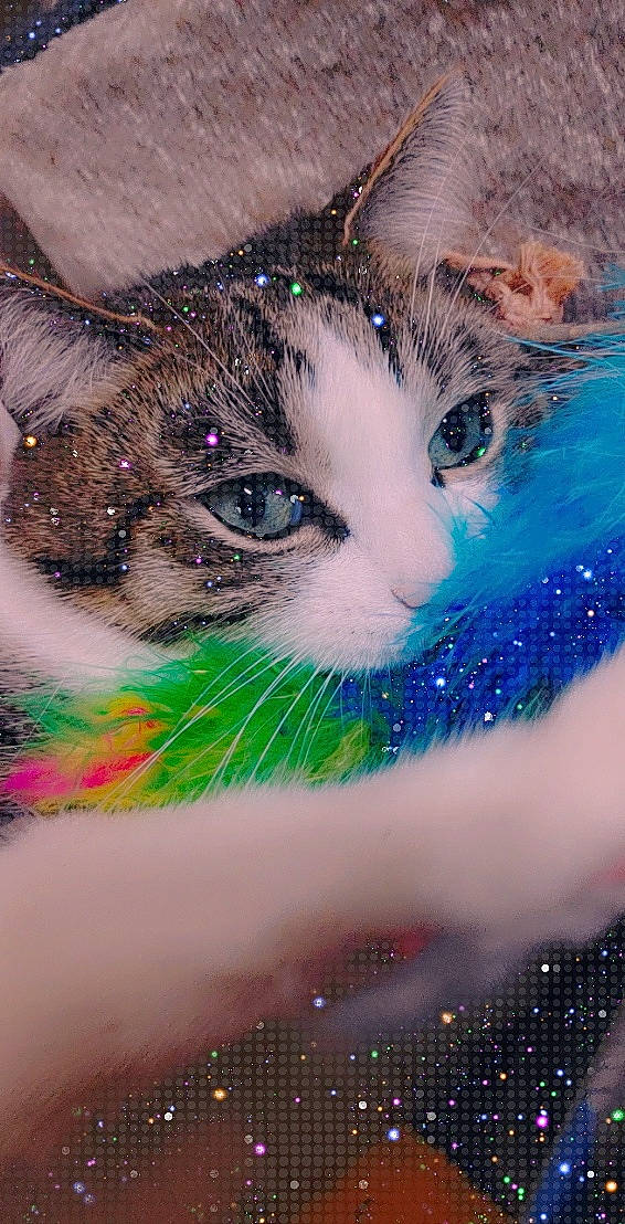 Ades participe au concours pour gagner de l'argent avec cette photo : aegean_cat, carnivore, cat, domestic_short_haired_cat, european_shorthair, eye, fawn, felidae, fur, iris, kitten, ojos_azules, small_to_medium_sized_cats, whiskers