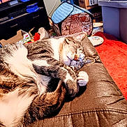 Winston is registered to the contest to win money with this photo: cat, tabby_cat, sleeping, couch, leather, indoor, living_room, pet_house, boxes, television, fur, whiskers, paws, relaxation, cozy, home, resting, domestic_animal, feline, curled_up