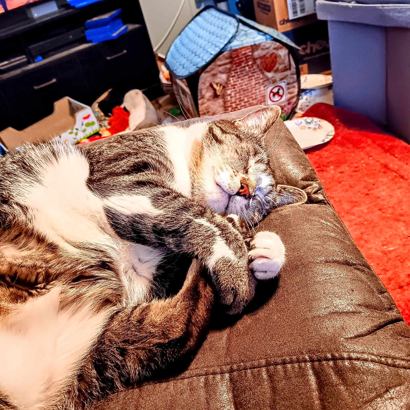 Winston is registered to the contest to win money with this photo: boxes, cat, couch, cozy, curled_up, domestic_animal, feline, fur, home, indoor, leather, living_room, paws, pet_house, relaxation, resting, sleeping, tabby_cat, television, whiskers