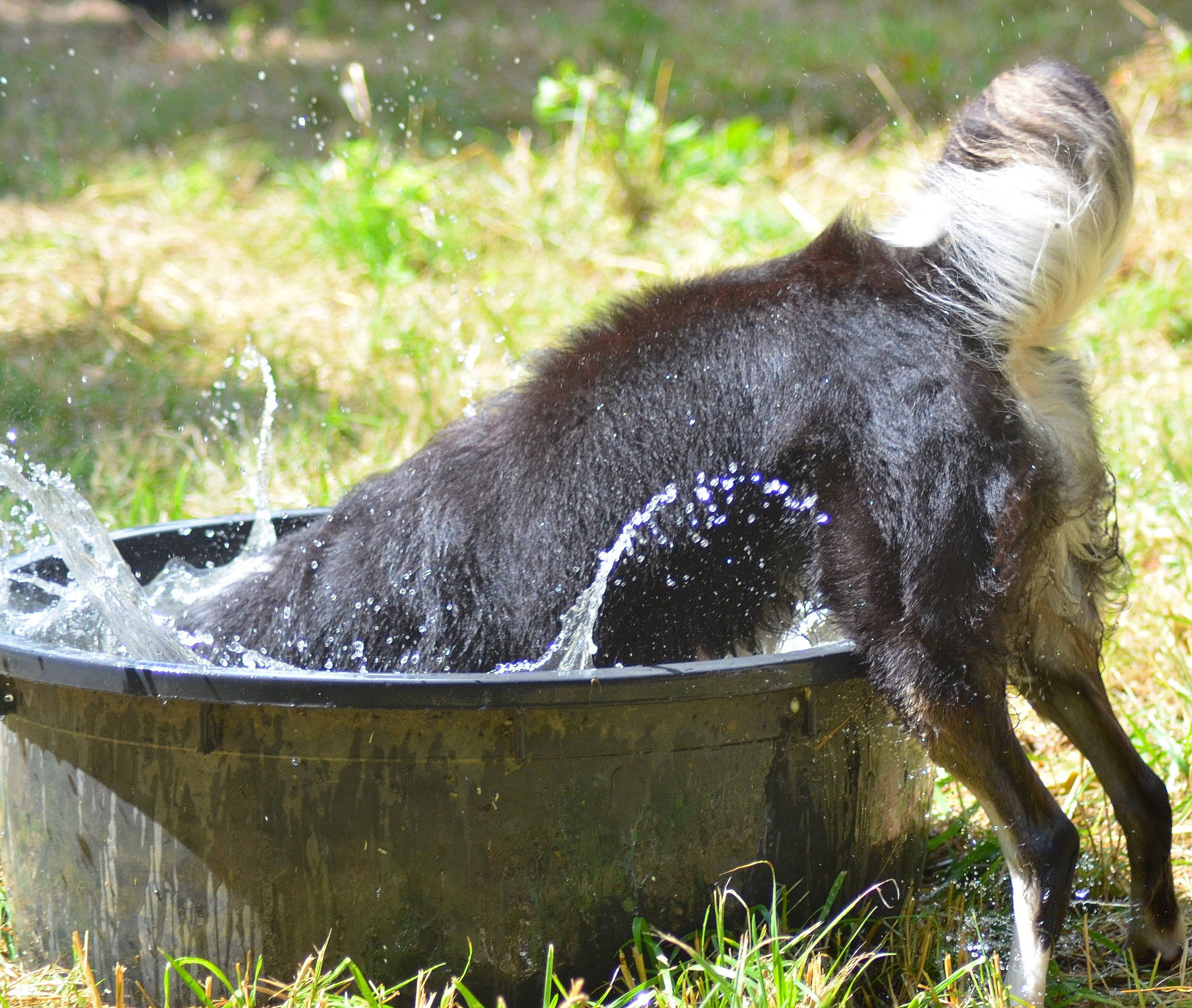 Hubert a rejoint le concours — aidez-le/la à gagner de superbes lots ! beak, canidae, carnivore, claw, dog_breed, fur, grass, liquid, liver, mustelidae, mustelinae, pet_food, snout, sporting_group, tail, terrestrial_animal, water, wildlife