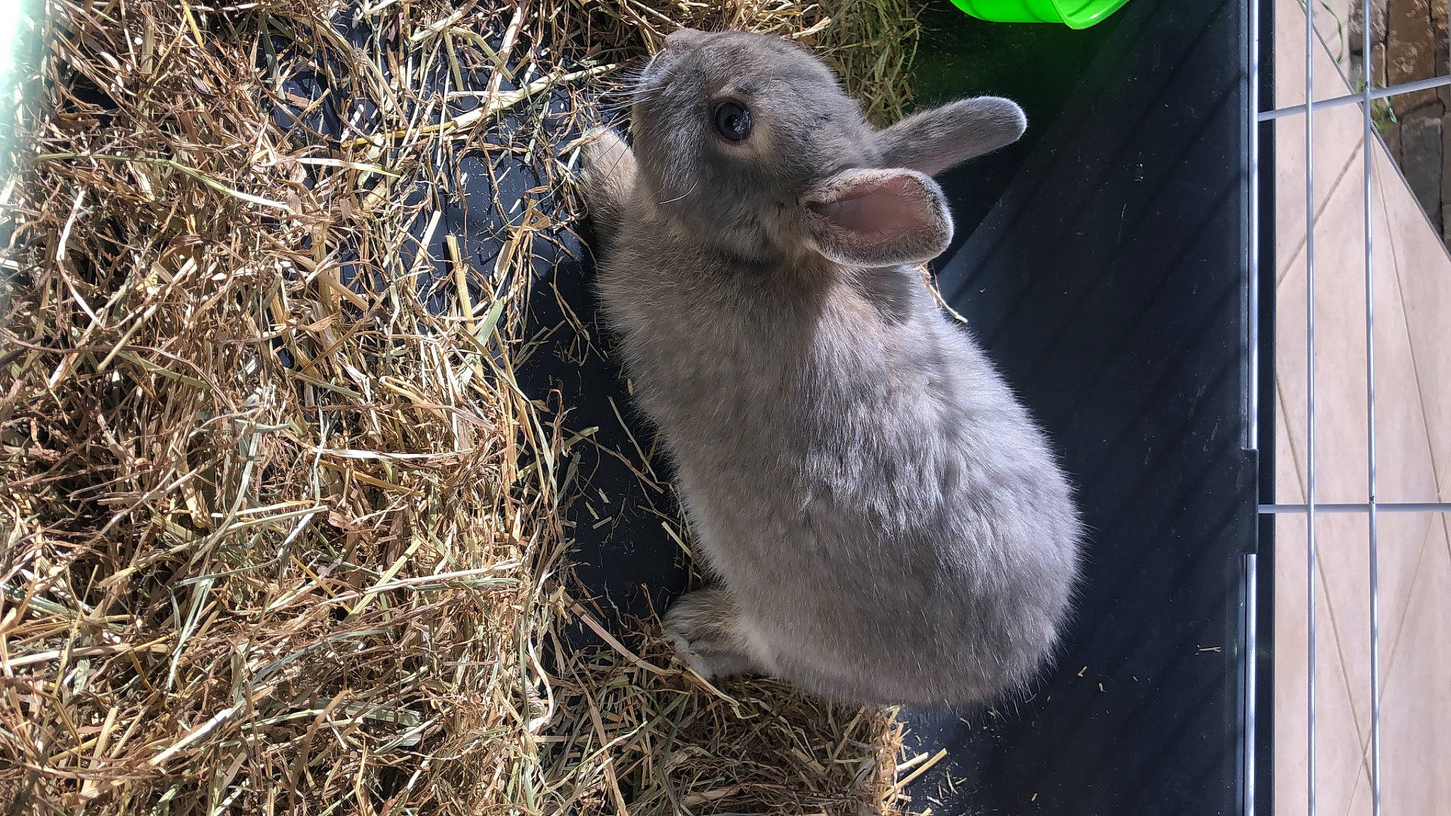 Pastis a rejoint le concours — aidez-le/la à gagner de superbes lots ! adaptation, domestic_rabbit, fawn, fur, hare, organism, rabbit, rabbits_and_hares, rodent, snout, wildlife