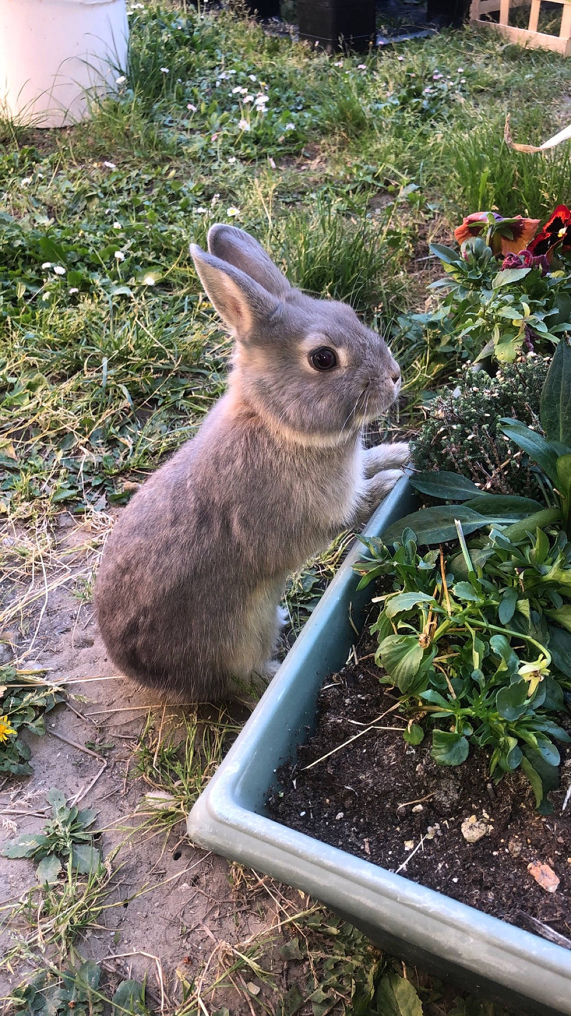 Pastis a rejoint le concours — aidez-le/la à gagner de superbes lots ! adaptation, audubons_cottontail, domestic_rabbit, eastern_cottontail, fawn, grass, groundcover, hare, lower_keys_marsh_rabbit, mammal, mountain_cottontail, organism, plant, rabbit, rabbits_and_hares, snowshoe_hare, soil, vertebrate, wildlife, wood_rabbit