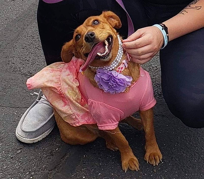 Paisley is registered to the contest to win money with this photo: carnivore, companion_dog, dog, dog_breed, dog_clothes, dog_collar, fashion_accessory, fawn, foot, fur, happy, human_leg, leash, road_surface, selfie, sitting, smile, snout, sporting_group, working_animal