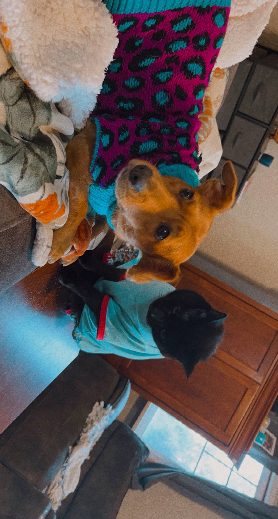 Paisley is registered to the contest to win money with this photo: blue, cabinetry, carnivore, companion_dog, dog, dog_breed, drawer, fawn, felidae, flooring, fur, hat, mammal, sporting_group, stuffed_toy, textile, tree, vertebrate, wood, working_animal