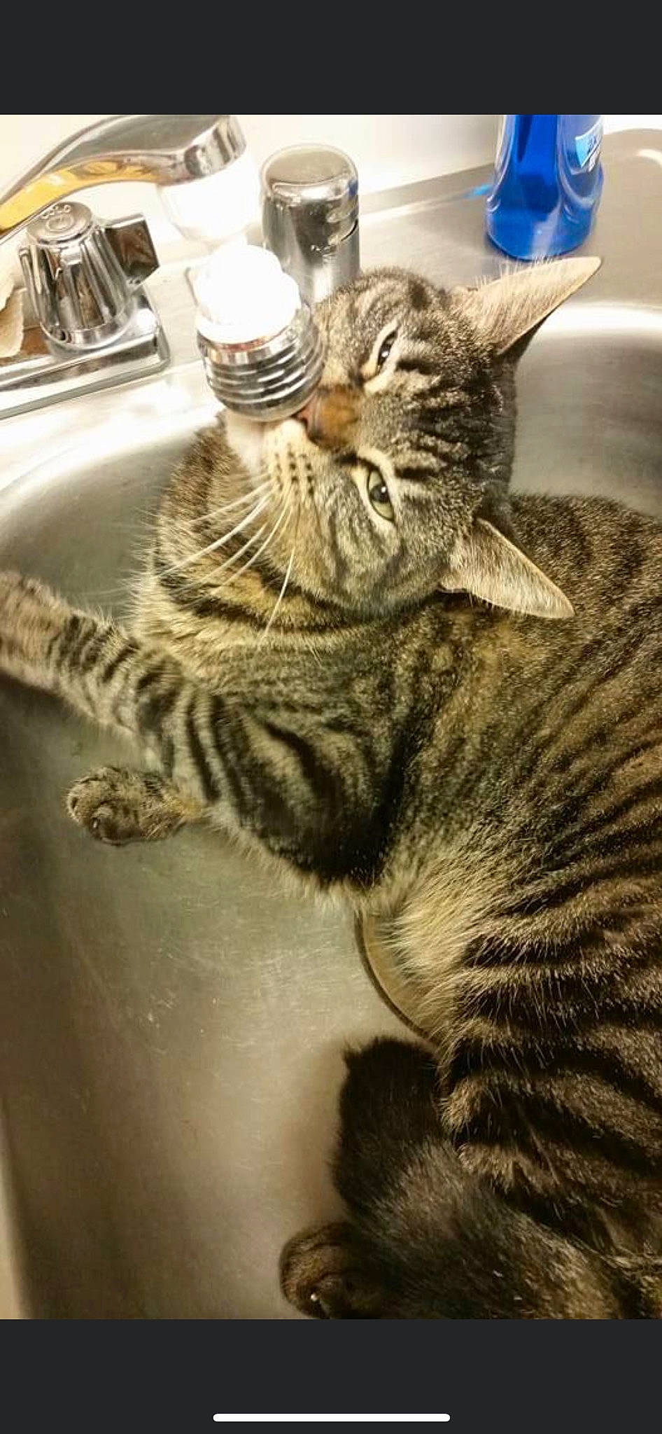 Brady joined the competition — help win amazing prizes! carnivore, cat, claw, domestic_short_haired_cat, felidae, fur, paw, plumbing_fixture, serveware, sink, small_to_medium_sized_cats, snout, tail, tap, terrestrial_animal, whiskers, wildlife