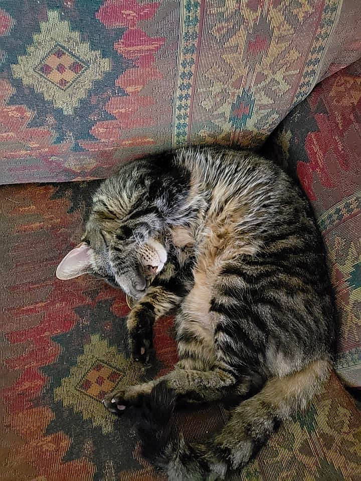 Brady is registered to the contest to win money with this photo: art, carnivore, cat, claw, comfort, domestic_short_haired_cat, felidae, flooring, fur, grey, nap, pattern, paw, small_to_medium_sized_cats, snout, tail, terrestrial_animal, whiskers, wildlife, wood