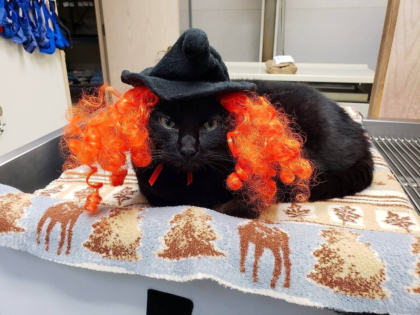 Samuel joined the competition — help win amazing prizes! bed, black_cat, cap, comfort, costume_hat, curtain, fashion_accessory, fawn, fedora, felidae, fur, hat, linens, mammal, orange, small_to_medium_sized_cats, stuffed_toy, sun_hat, textile, whiskers
