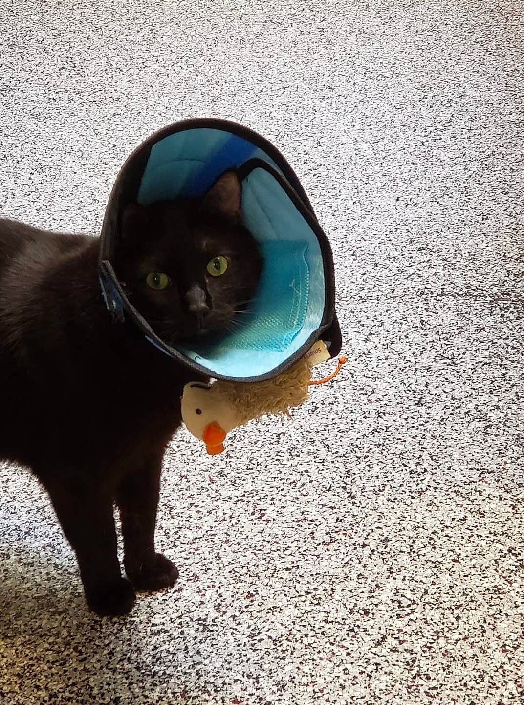 Samuel is registered to the contest to win money with this photo: art, asphalt, black_cat, carnivore, cat, domestic_short_haired_cat, electric_blue, eye, felidae, fur, road_surface, sand, shadow, small_to_medium_sized_cats, snout, tail, terrestrial_animal, tints_and_shades, whiskers, window