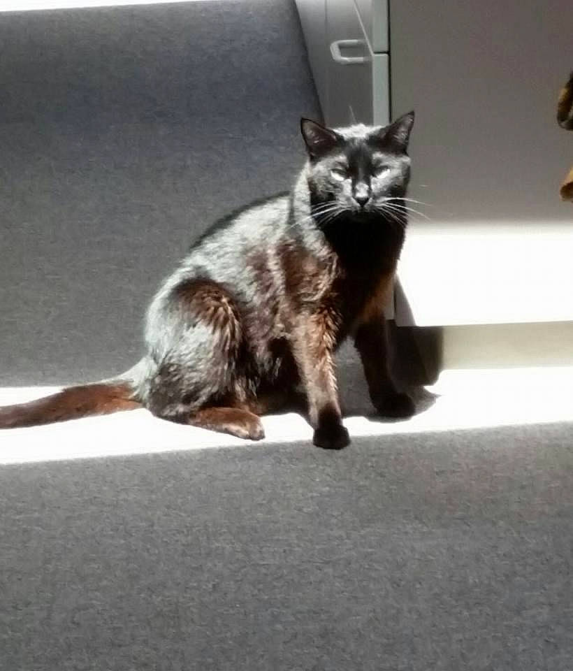 Samuel joined the competition — help win amazing prizes! carnivore, cat, claw, domestic_short_haired_cat, eye, felidae, fur, grey, houseplant, metal, monochrome_photography, paw, plant, shadow, small_to_medium_sized_cats, snout, tail, terrestrial_animal, whiskers, window