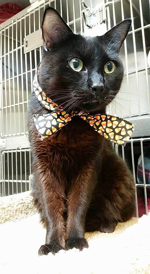 Samuel is registered to the contest to win money with this photo: black_cat, bombay, carnivore, cat, cat_supply, collar, domestic_short_haired_cat, electric_blue, felidae, fur, mammal, mesh, paw, pet_supply, small_to_medium_sized_cats, snapshot, snout, tail, terrestrial_animal, whiskers