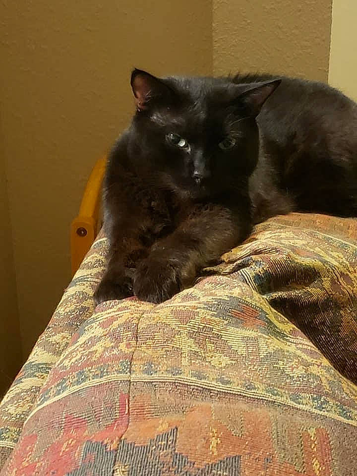 Samuel is registered to the contest to win money with this photo: bed, bedding, black_cat, bombay, canidae, carnivore, cat, cat_supply, comfort, dog_breed, domestic_short_haired_cat, felidae, fur, grey, linens, room, small_to_medium_sized_cats, tail, terrestrial_animal, whiskers