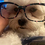Bailey joined the competition — help win amazing prizes! animal, close_up, colorful, cozy, cute, dog, eyewear, face, friendship, funny, fur, glasses, hand, indoor, nose, pet, portrait, resting, soft, white_fur