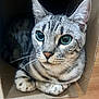 cat, tabby, blue_eyes, whiskers, cardboard_box, indoor, pet, feline, curious, close_up, fur_pattern, animal, cute, resting, looking, soft_light, domestic_animal, portrait, cozy, floor