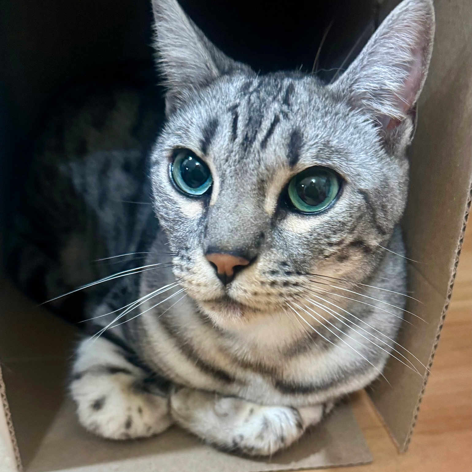 Amry is registered to the contest to win money with this photo: animal, blue_eyes, cardboard_box, cat, close_up, cozy, curious, cute, domestic_animal, feline, floor, fur_pattern, indoor, looking, pet, portrait, resting, soft_light, tabby, whiskers