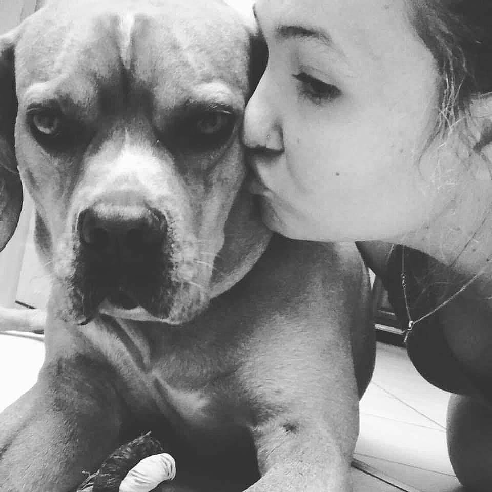 Lino participe au concours pour gagner de l'argent avec cette photo : bandog, boerboel, boxer, bullmastiff, bully_kutta, canidae, carnivore, companion_dog, dog, dog_breed, ear, fawn, mammal, non_sporting_group, nose, pit_bull, puppy_love, snout, sporting_group, valley_bulldog