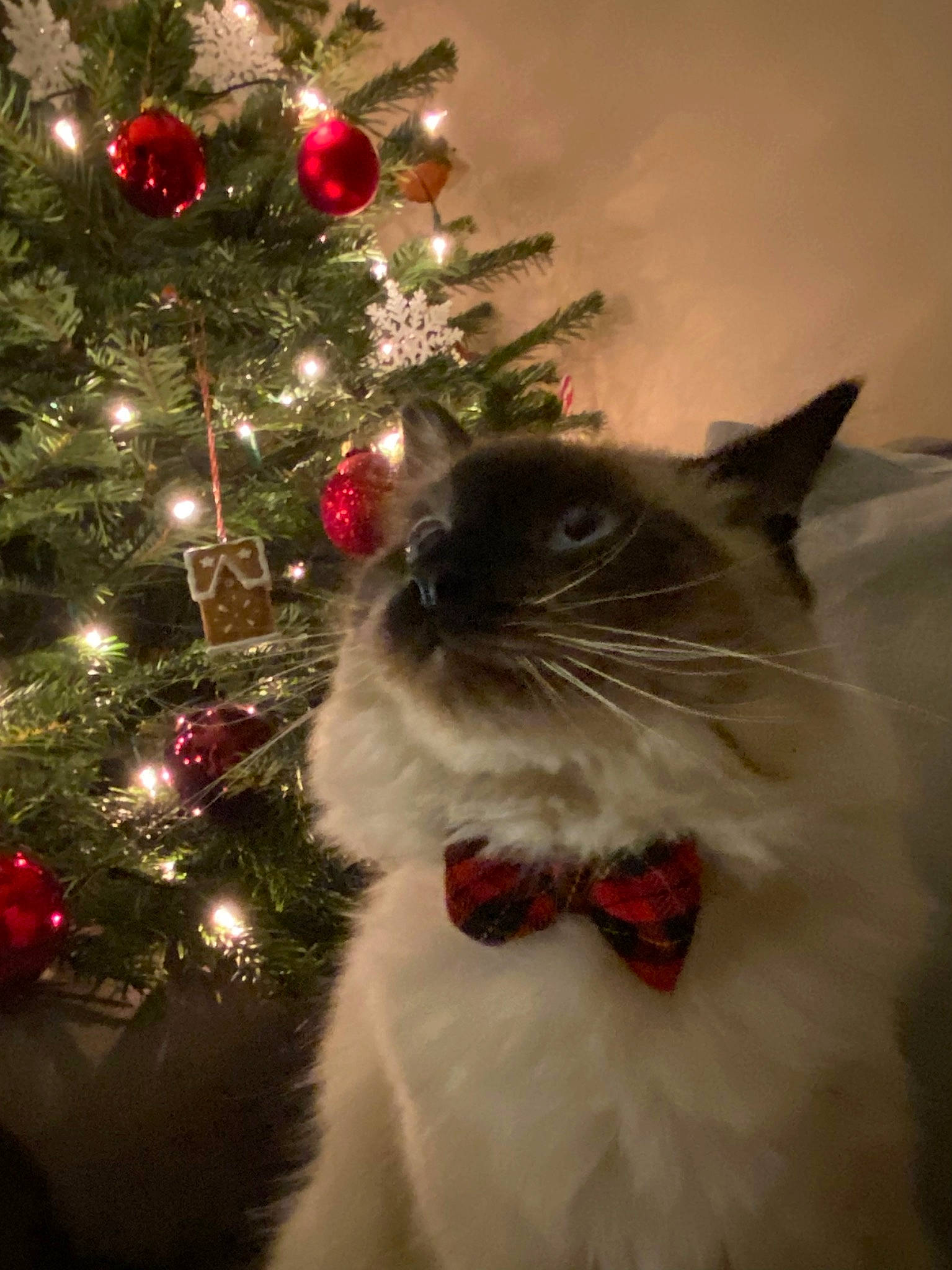 Winston is registered to the contest to win money with this photo: carnivore, cat, christmas, christmas_decoration, christmas_ornament, christmas_tree, conifer, event, evergreen, felidae, holiday, holiday_ornament, larch, light, ornament, plant, small_to_medium_sized_cats, tree, whiskers, window