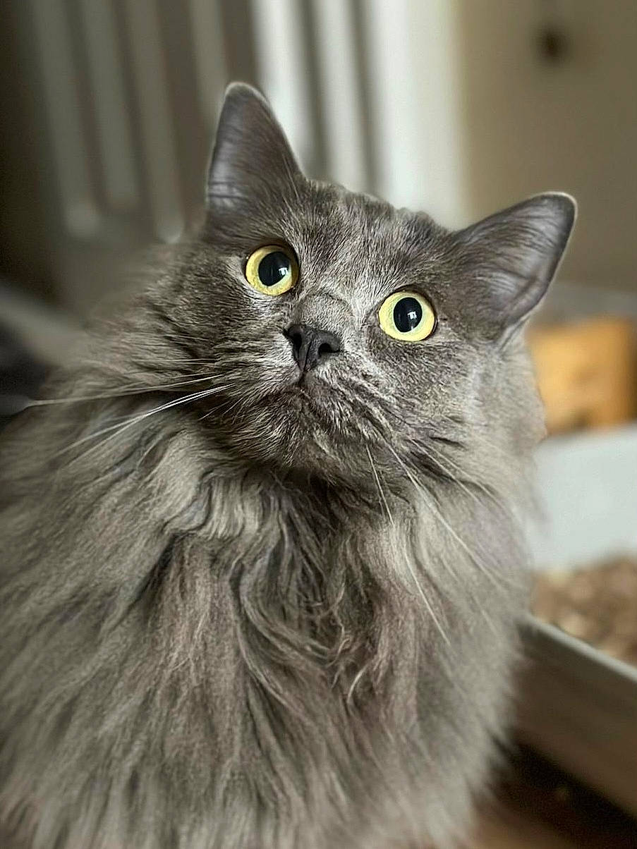 Kiki is registered to the contest to win money with this photo: british_longhair, carnivore, cat, domestic_short_haired_cat, eye, felidae, fur, grey, small_to_medium_sized_cats, snout, terrestrial_animal, whiskers