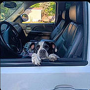 Juliette is registered to the contest to win money with this photo: animal, black_and_white_dog, canine, car, daytime, dog, domestic, front_seat, interior, leather_seat, outdoor, paw, pet, portrait, relaxed, resting, steering_wheel, sunlight, vehicle, window