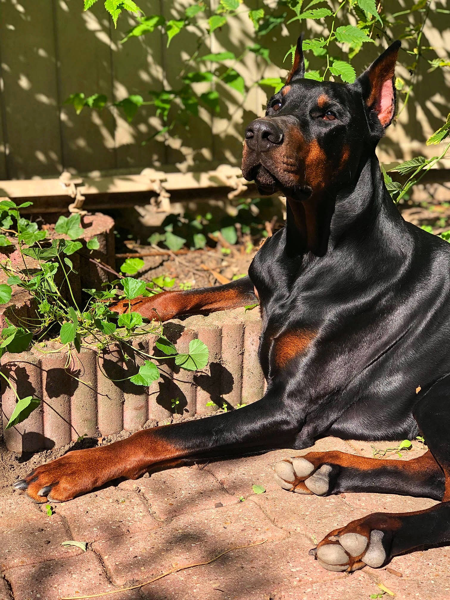 Mike participe au concours pour gagner de l'argent avec cette photo : beauceron, canidae, carnivore, dobermann, dog, dog_breed, fawn, german_pinscher, guard_dog, mammal, manchester_terrier, miniature_pinscher, non_sporting_group, pinscher, plant, vertebrate, working_dog