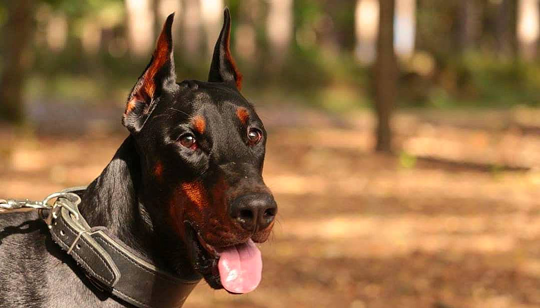 Mike participe au concours pour gagner de l'argent avec cette photo : beauceron, canidae, carnivore, collar, dobermann, dog, dog_breed, dog_collar, ear, fawn, german_pinscher, guard_dog, hunting_dog, mammal, manchester_terrier, non_sporting_group, pinscher, snout, vertebrate, working_dog