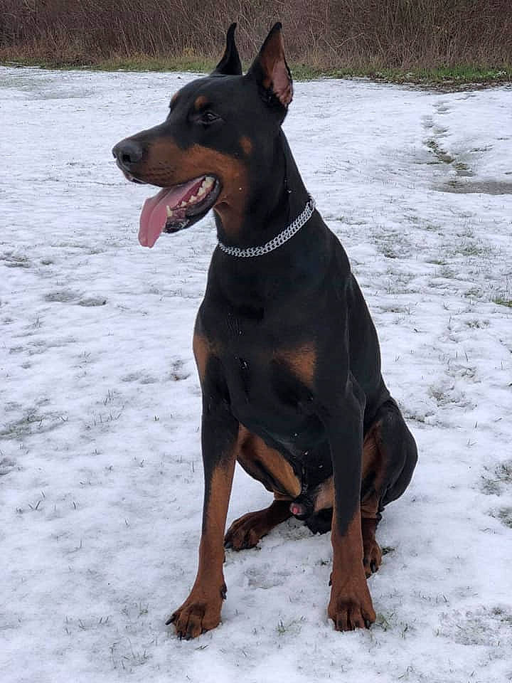 Mike participe au concours pour gagner de l'argent avec cette photo : black_and_tan_terrier, canidae, canis_panther, carnivore, dobermann, dog, dog_breed, english_toy_terrier, fawn, german_pinscher, guard_dog, hunting_dog, mammal, manchester_terrier, pinscher, rare_breed_dog, snout, toy_manchester_terrier, vertebrate, working_dog