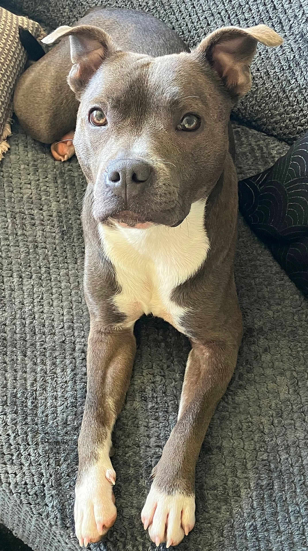 Roxy participe au concours pour gagner de l'argent avec cette photo : dog, canine, pitbull_type, pet, portrait, indoor, couch, blanket, paws, eyes, ears, nose, muzzle, white_chest, grey_fur, close_up, sitting, looking_up, relaxed, home