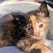 Reece Cup is registered to the contest to win money with this photo: kitten, cat, calico, tricolor, feline, animal, pet, sitting, lying_down, close_up, whiskers, ears, eyes, fur, soft, cozy, blanket, fabric, outdoor, portrait