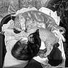 Tiger joined the competition — help win amazing prizes! cats, kitten, sleeping, cuddling, animal, pet, feline, three_cats, tabby, black_cat, striped_fur, relaxed, cozy, chair, blanket, fabric, indoors, black_and_white, nap, cute