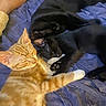 Tiger is registered to the contest to win money with this photo: cats, orange_tabby, black_cat, sleeping, cuddling, pets, feline, bed, blanket, blue_bedding, indoor, home, cozy, relaxed, whiskers, paws, fur, close_up, animal_portrait, resting