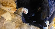 Tiger is registered to the contest to win money with this photo: cats, orange_tabby, black_cat, sleeping, cuddling, curled_up, pets, felines, fur, whiskers, paws, pink_paw_pads, indoors, bed, blanket, cozy, relaxed, resting, closeup, animal_photography