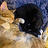 cats, orange_tabby, black_cat, sleeping, cuddling, curled_up, pets, felines, fur, whiskers, paws, pink_paw_pads, indoors, bed, blanket, cozy, relaxed, resting, closeup, animal_photography