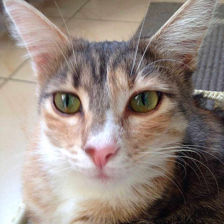 Chipie