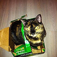 Noisette participe au concours pour gagner de l'argent avec cette photo :
