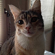 Chipie participe au concours pour gagner de l'argent avec cette photo :