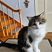 Miss Kitty is registered to the contest to win money with this photo: cat, fluffy, tabby, white_fur, indoor, mat, stairs, wooden, home, pet, animal, curious, sitting, portrait, feline, closeup, cozy, background, decor, fur