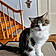 Miss Kitty