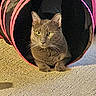 alert, animal, black_tunnel, carpet, cat, closeup, domestic_animal, ears, feline, gray_cat, indoor, paws, pet, pink_stripes, portrait, relaxed, resting, sunlight, tunnel, whiskers